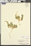 Atriplex graciliflora image
