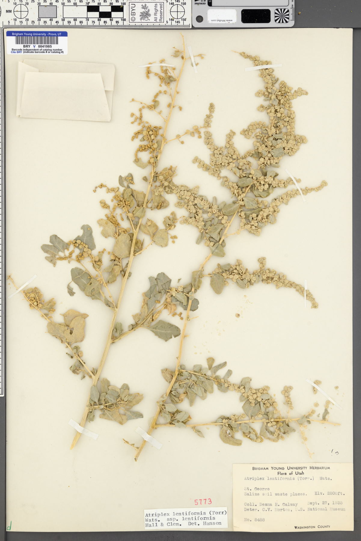 Atriplex lentiformis subsp. lentiformis image