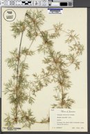 Image of Chusquea abietifolia
