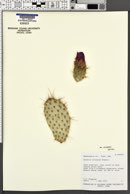 Opuntia polyacantha var. erinacea image