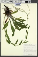 Hackelia patens image