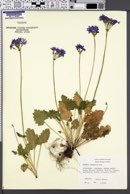 Image of Primula saxatilis
