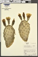 Opuntia macrorhiza image
