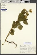 Rupertia physodes image