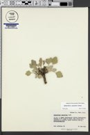 Sphaeralcea caespitosa image