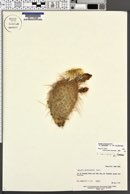 Opuntia polyacantha var. rufispina image