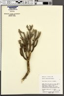 Cylindropuntia ramosissima image