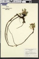 Image of Trifolium andersonii
