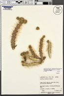 Cylindropuntia whipplei image