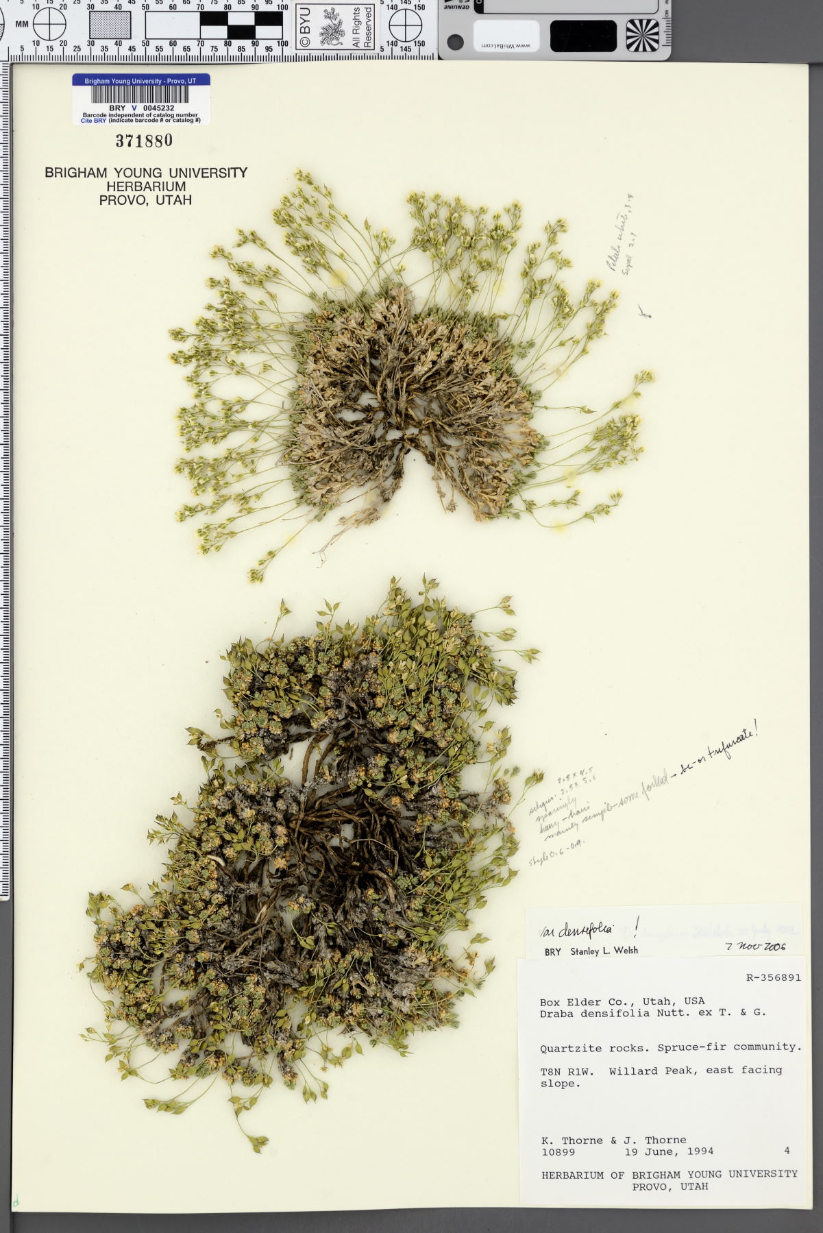 Draba densifolia var. densifolia image