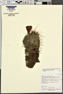 Echinocereus mojavensis image