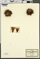Image of Coryphantha pycnacantha