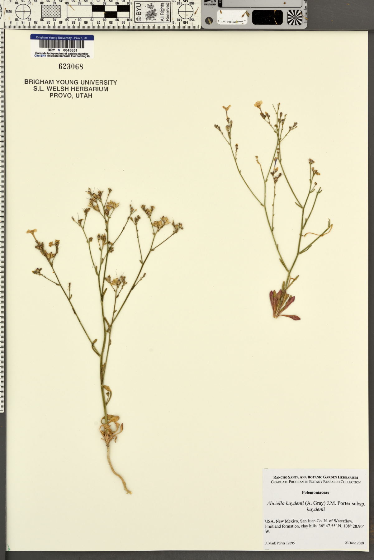 Aliciella haydenii subsp. haydenii image