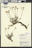 Eriogonum natum image
