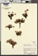Eriogonum villiflorum image