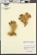 Cylindropuntia echinocarpa image