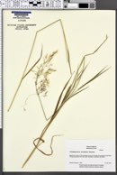 Image of Calamagrostis bolanderi