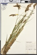 Calamagrostis canadensis subsp. canadensis image