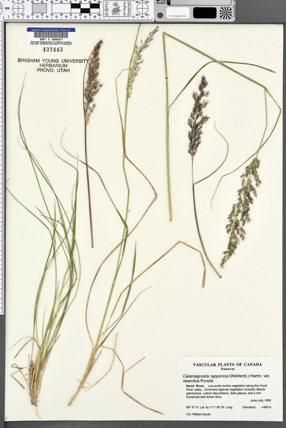 Calamagrostis lapponica var. nearctica image