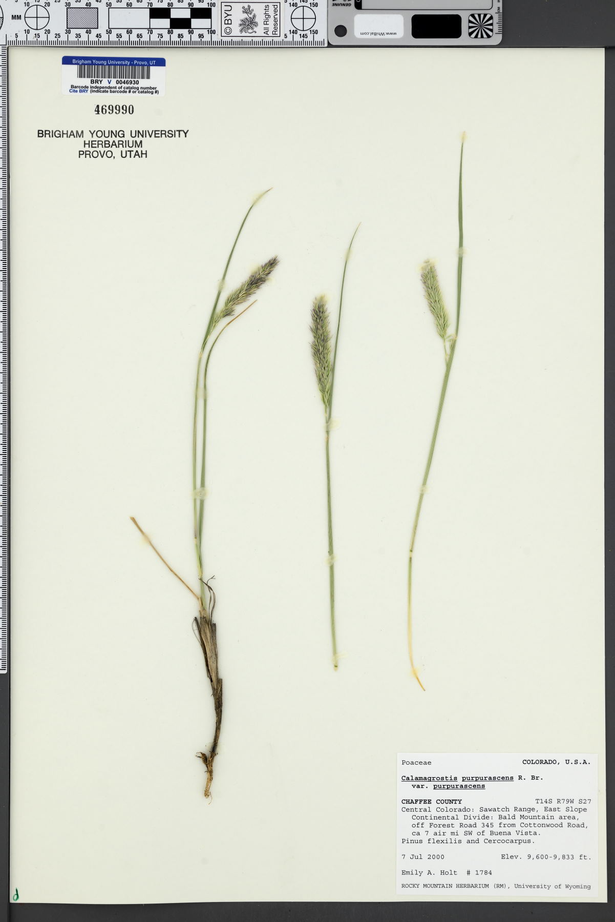 Calamagrostis purpurascens var. purpurascens image