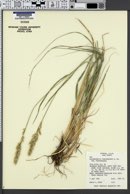 Calamagrostis purpurascens var. purpurascens image