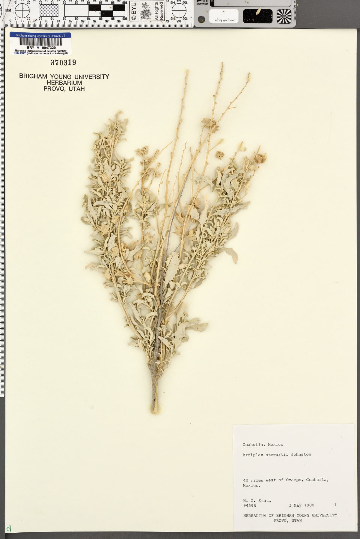 Atriplex acanthocarpa subsp. stewartii image