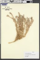 Atriplex magdalenae image