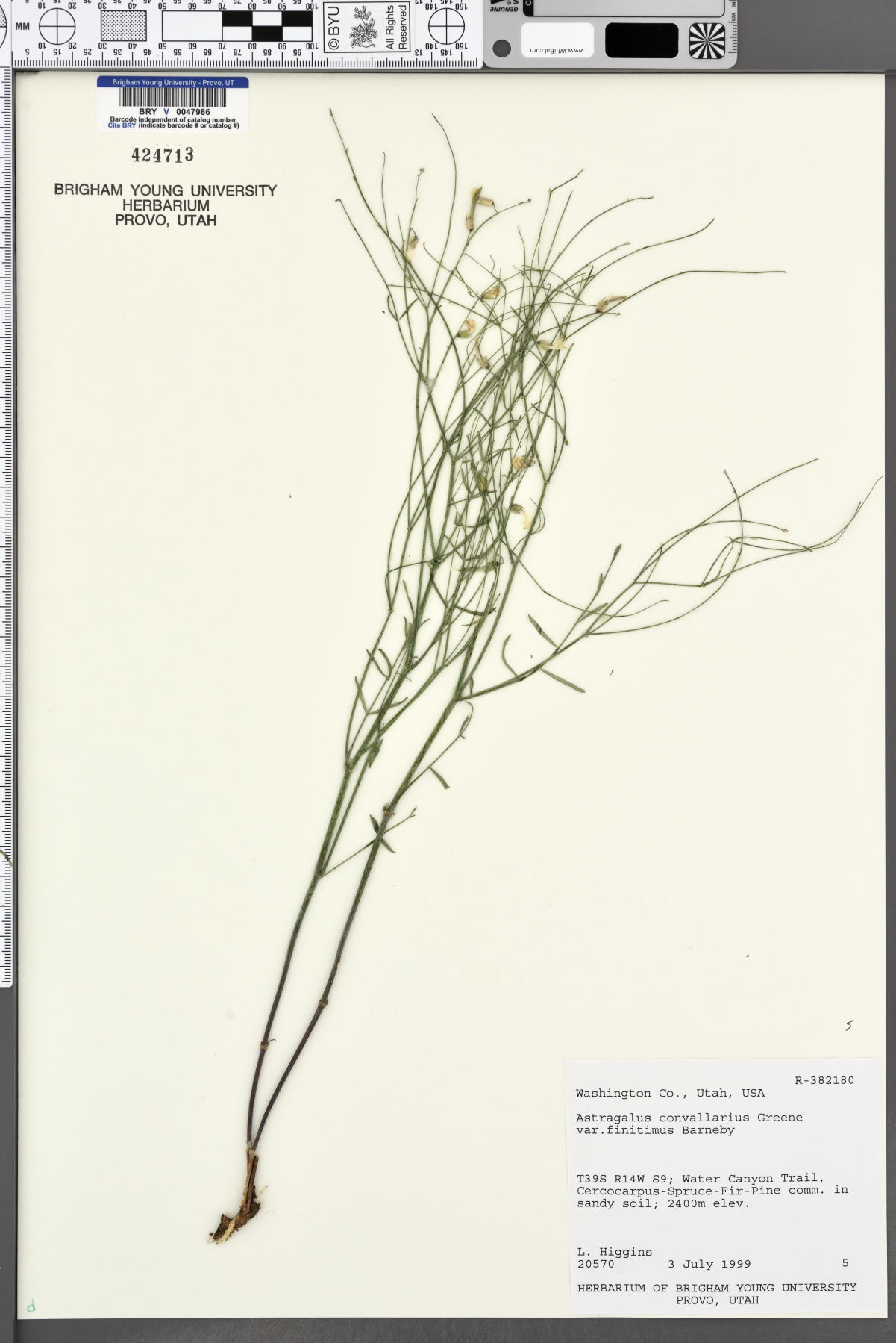 Astragalus convallarius var. finitimus image