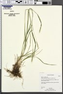 Image of Elymus subsecundus