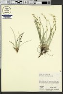 Astragalus chloodes image