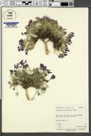Astragalus detritalis image