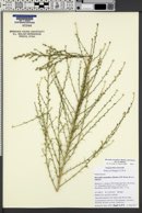 Microgilia minutiflora image