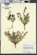 Astragalus equisolensis image