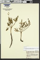 Image of Lomatium pastorale