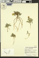 Astragalus lutosus image
