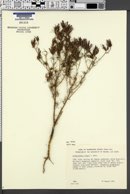 Cordylanthus kingii var. kingii image