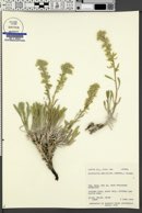 Cryptantha breviflora image