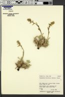 Oreocarya breviflora image