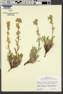 Oreocarya breviflora image