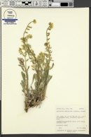Cryptantha breviflora image