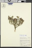 Cordylanthus kingii var. densiflorus image