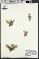 Oreocarya caespitosa image