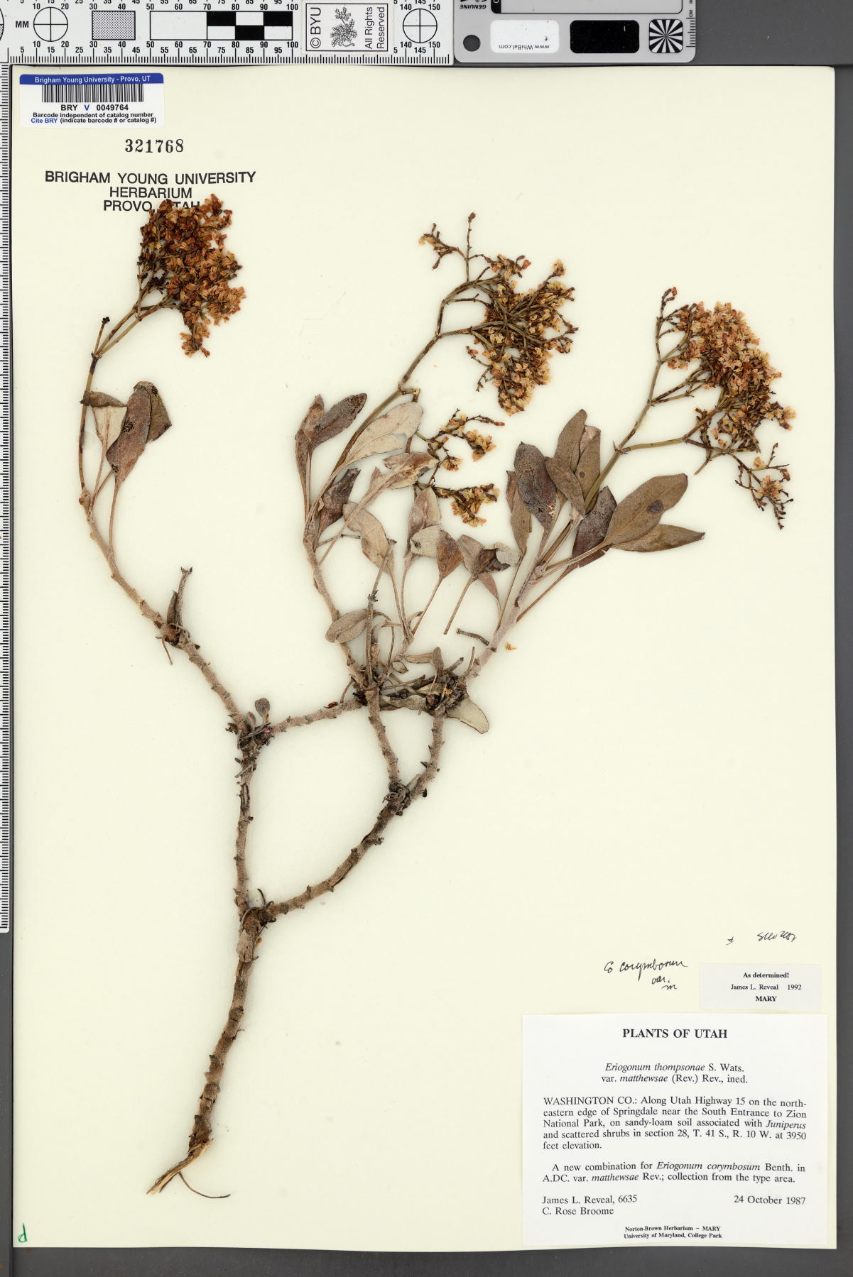 Eriogonum corymbosum var. matthewsiae image