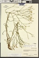 Gutierrezia pomariensis image
