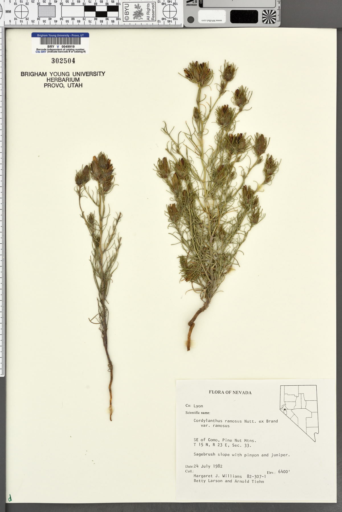 Cordylanthus ramosus var. ramosus image