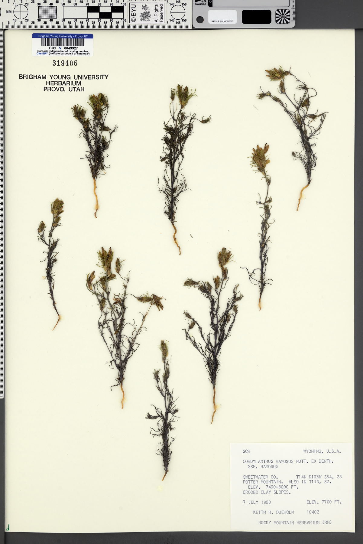 Cordylanthus ramosus subsp. ramosus image