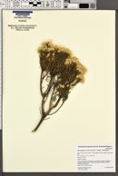 Ericameria laricifolia image