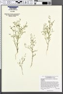 Navarretia linearifolia subsp. linearifolia image