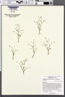 Navarretia linearifolia image