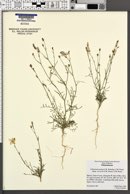 Giliastrum purpusii subsp. stewartii image